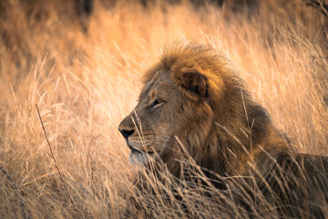 lion in the grass