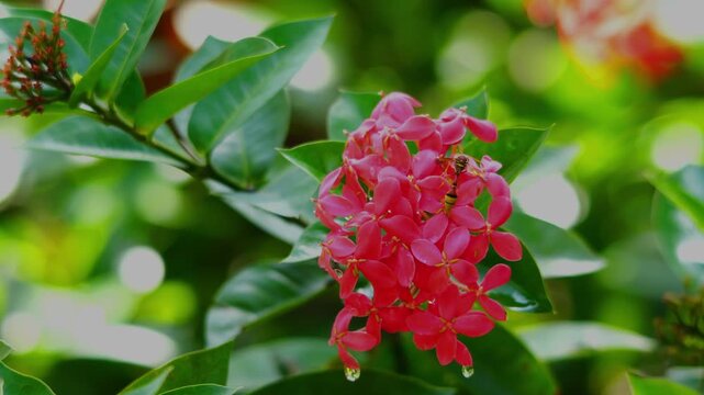 Black back mud wasp or mud dauber flying, walking, standing and  drinking nectar on Ixora flowers in rainy season.