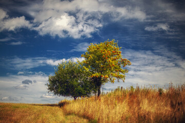 P&oacute;źne lato na łące