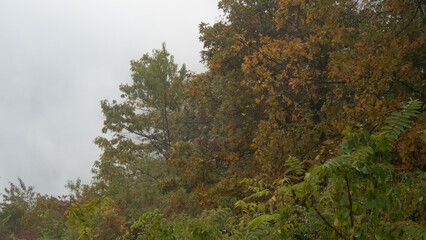 A foggy day in the mountains