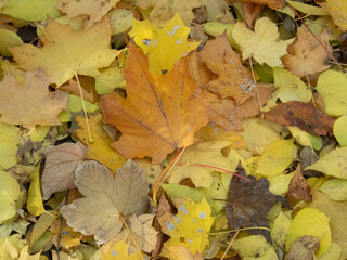 Fall leaves  in color