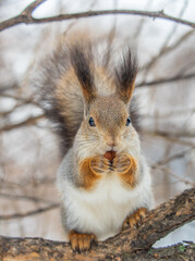 The squirrel with nut sits on tree in the winter or late autumn