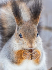 The squirrel with nut sits on tree in the winter or late autumn