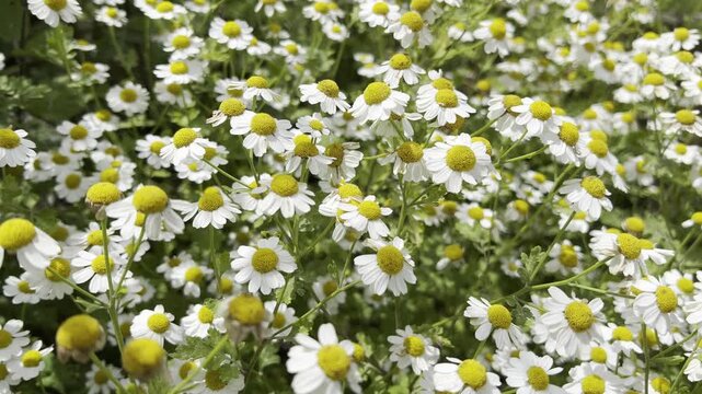 Feverfew, Tanacetum parthenium