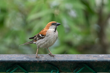 russet sparrow or Passer cinnamomeus in Abbott Mount, Uttarakhand, India