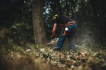 Close-up of woodcutter sawing chain saw in motion, sawdust fly to sides. Chainsaw in motion. Hard wood working in forest. Sawdust fly around. Firewood processing. Forest industry.