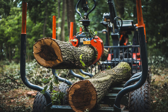 Forwarder tractor for wood transport. Tractor with trailer loaded with logs. Forestry tractor or forestry tractor for harvesting wood in the forest. Forest industry. Logging in summer forest.