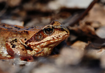 Common frog (Rana temporaria) closeup in spring.