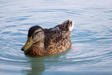 duck in water