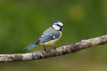 Eurasian blue tit (Cyanistes caeruleus) sitting on a branch in the garden in spring.	
