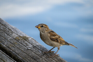 sparrow on a fence