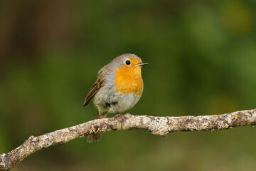 European robin (erithacus rubecula) sitting on a branch in spring.	
