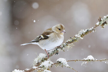 Common chaffinch (Fringilla coelebs) female perched on a branch in snowfall in early spring.	