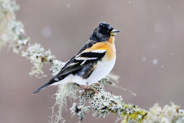 Naklejka premium Brambling (Fringilla montifringilla) male in snowfall perched on a branch in spring. 