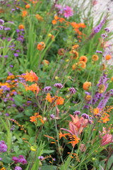 Bunte Sommerblumen, farbenfrohe formatfüllend