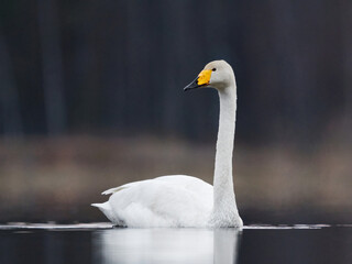 Whooper swan (Cygnus cygnus) swimming in a lake in spring.	
