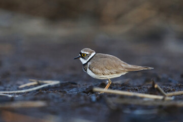 Little ringed plover (Charadrius dubius) looking for food in the wetlands in spring.