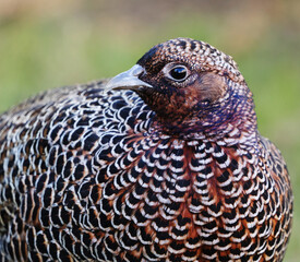Common pheasant (Phasianus colchicus) female closeup in spring.