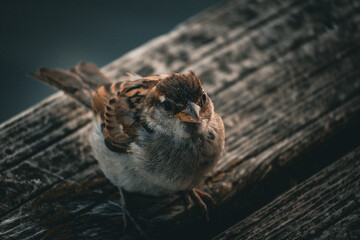 bird on a fence