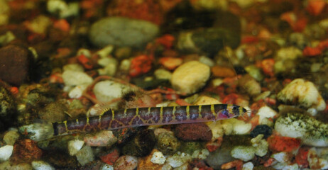 Kuhli loach (Pangio kuhlii) at the bottom of a fish tank.