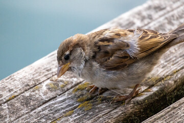 sparrow on a fence