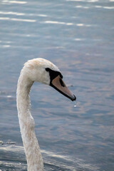 swan on the lake