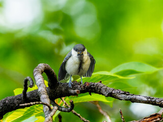 枝にとまるシジュウカラ