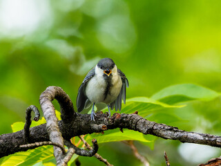 枝にとまるシジュウカラ