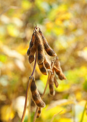 Ripe spotted soybean pods in the field, autumn harvest time