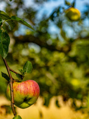 Reife Äpfel an einem Apfelbaum