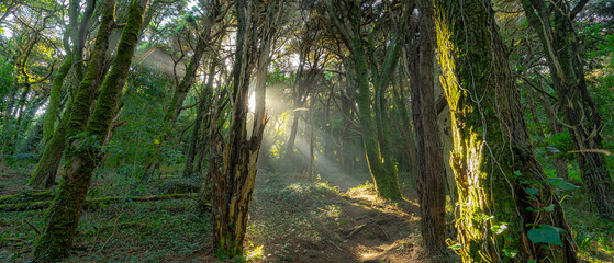 Numerous trees in a green environment with the sun breaking through the trunks. Forest of silence...