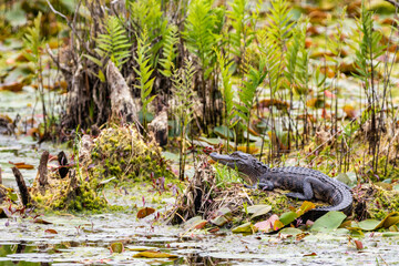 Alligator in Swamp 1