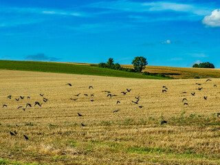 Kr&auml;hen auf einem frisch gem&auml;hten Getreidefeld
