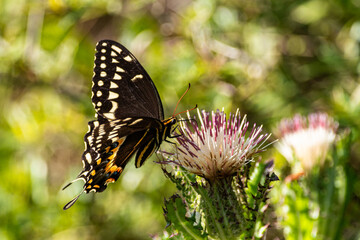 Palamedes Swallowtail on Thistle