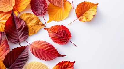 Fototapeta premium Colorful fall leaves on a white background representing the changing season.