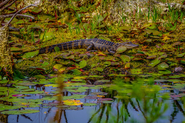 Alligator (full body facing left)