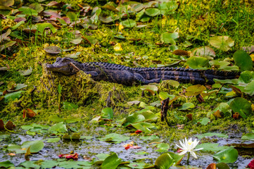 Alligator in Swamp