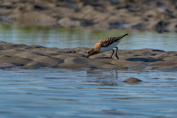 Sanderling on Mudflats