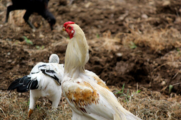 close up shot of country hen rooster natukodi in agricultural farm