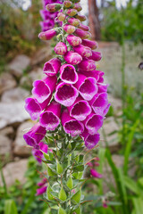 Pink garden foxglove close-up. Pink garden flowers. © tillottama