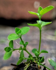 Plants growing on a lump of fertile soil on a blurred background 