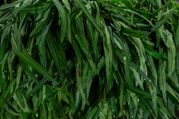 Morning Glory, vegetables from the fresh market