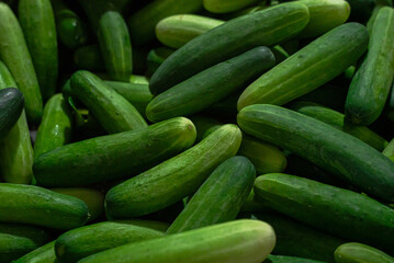 Fresh, sweet cucumbers, fresh vegetables from the market