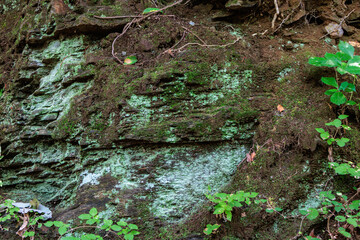 Fototapeta premium 岩の地層に生える苔