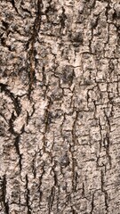 Rough bark pattern for background