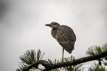 Night Heron on a branch