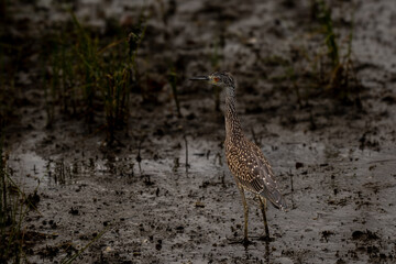 Night Heron on the bank