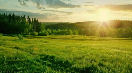 Obraz premium Sunset Over Lush Green Meadow With Distant Forest and Golden Sky
