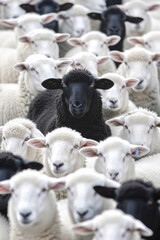 A single black sheep stands out among a flock of white sheep, highlighting individuality and contrast within a crowd.