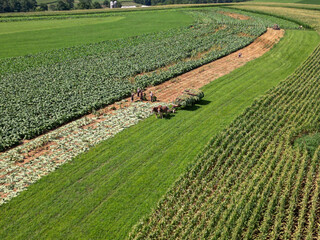 Amish farm during tobacco harvest